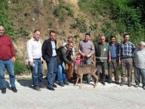 Yaralı Karaca Köylülerin Yöntemi İle İyileştirildi