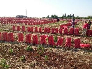 Fiyatı Düşen Soğan, Üreticiyi Vurdu