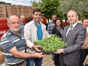 Bursa’da ‘Şeker Otu’ Dönemi