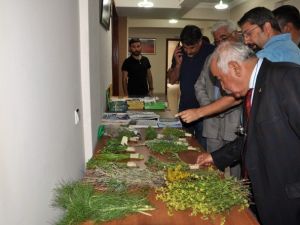 Tunceli’de Şifa Geleneği Sempozyumu