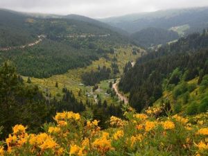 Karadeniz Yaylaları Çiçek Açtı