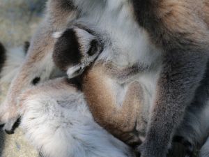 2 Günlük Yavru Lemur Hayvanat Bahçesinin Yeni Maskotu Oldu