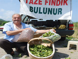 Giresun'da fındık pazara indi
