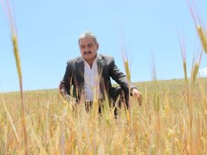 Karaman’da Arpa Ve Buğday Susuzluktan Kurudu