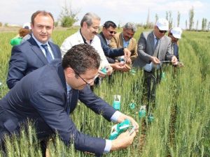 Süneye Karşı Doğaya 500 Bin Adet Faydalı Böcek Salındı
