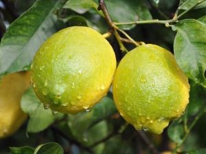Limon 4 Aydır Yerinde Sayıyor