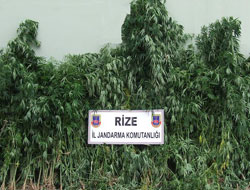 Çay Bahçesinde Hint Keneviri