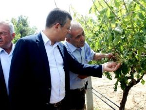 Chp’li Özel, Doludan Zarar Gören Üzüm Bağlarını İnceledi