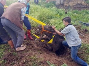Sulama Kanalına Düşen İneği İtfaiye Kurtardı