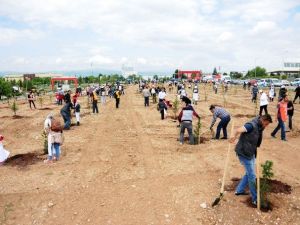 Odunpazarı Belediyesinden ‘Özgürlük Ormanı’