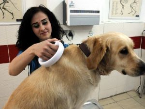 Tatile Giderken Pet Hayvanlarla İlgili Dikkat Edilmesi Gereken Hususlar