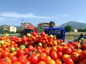 Domates Fiyatları Dibi Gördü