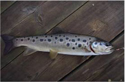 Rize'de Yeni Bir Alabalık Türü