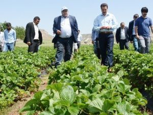 Tarım İşçisi Olarak Geldiği Şehirde Bir İlki Gerçekleştirdi