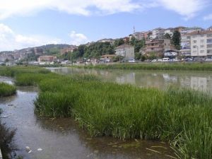 Alaplı’da ’İsrail Sazanı’ Paniği