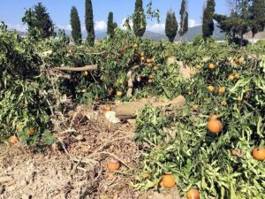 Alanya’da Portakal Ve Limon Ağacı Katliamı