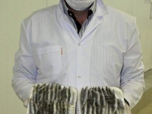 Abd, Rusya Ve Ab Ülkelerine 1 Milyon Dolarlık Hamsi İhracatı Yapıldı