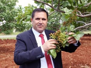 Antepfıstığı Üreticisinin Yüzünü Güldürecek