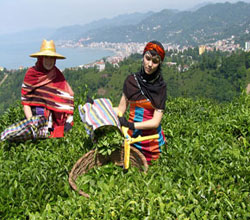 Türkiye'de Çay Üretimi Yapacak İller Belirlendi