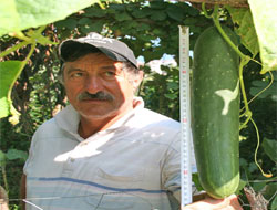 Rize'de Adam Boyu Salatalık