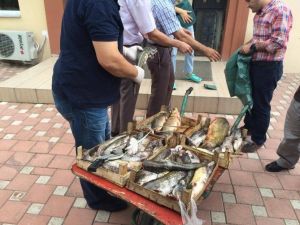 Bursa’da Kaçak Balık Operasyonu