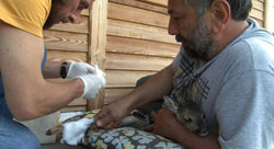 Gülas'a "Bambi" Şoku