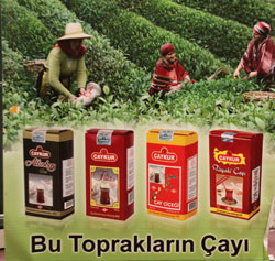 ÇAYKUR, Organik Yaş Çay Destekleme Bedellerini Ödedi