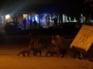 Karnı Acıkan Ayı Ailesi Uludağ’ın Maskotu Oldu