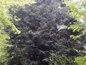 Dünyaya Direnen En Yaşlı Porsuk Ağacı Zonguldak’ta