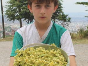 Geçen Yıl Fiyatı Altınla Yarışan Ihlamur Yarı Yarıya Ucuzladı