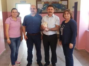 Yaralı Baykuş Tedavi Altına Alındı