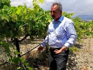 Chp’li Nurlu: “Gübre Bombası Manisa Tarlasında Patladı”