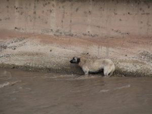 Çayda Mahsur Kalan Köpeği İtfaiye Kurtardı