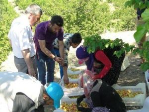 Malatya’da Kayısı Hasadı Başladı