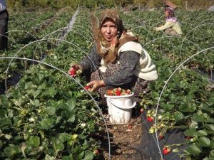 Yalova’daki Çilek Hasadının Yüzde 40’ı Tamamlandı