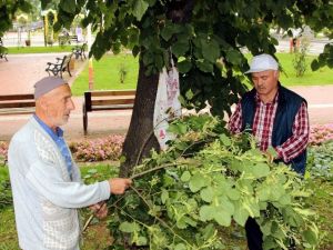 Altınla Yarışan Ihlamurun Fiyatında Düşüş Bekleniyor
