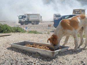 Burdurlu Hayvanseverlerden Çöplükte Yaşayan Hayvanlara Yardım Eli