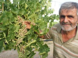 Üzümcüyü Dolu Ve Don Afetinden Sonra Güneş Vurdu