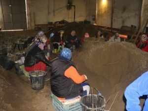 Zonguldak Tüplü Fındık Üretimini Başarı İle Tamamladı
