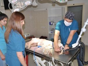 Yavru Köpek, Yaşamını Üç Ayakla Sürdürecek