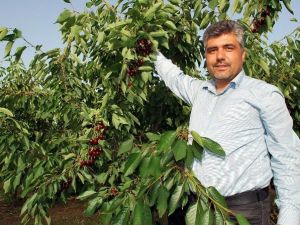 Avrupalı Salihli Kirazını Sevdi, Hedef Çin Pazarı