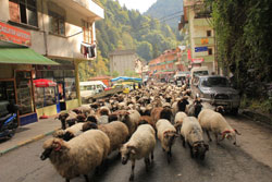 Havalar Soğudu Yaylacılar Dönüyor