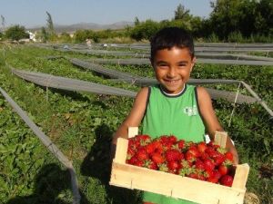 Silifkeli Çilek Üreticisi Sezonu Mutlu Bitirdi