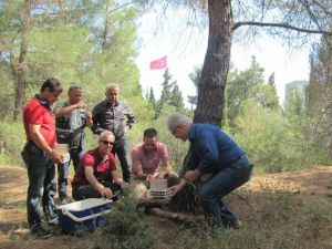 Çanakkale’de 8 Bin 500 Adet Yırtıcı Ormana Salındı