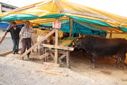 Rize Kurban Pazarı Kuruldu