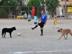Futbol Turnuvasını Köpekler Bastı