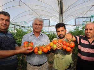 Arap Ülkelerine Yayla Domatesi