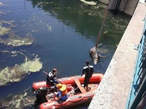 Ceyhan Nehri Hayvan Leşlerinden Temizlendi