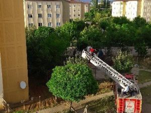 Yavru Karga İçin Seferber Oldular