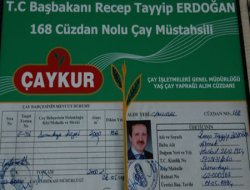 Başbakan 4 Ton Yaş Çay Üretti